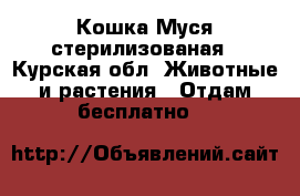 Кошка Муся стерилизованая - Курская обл. Животные и растения » Отдам бесплатно   
